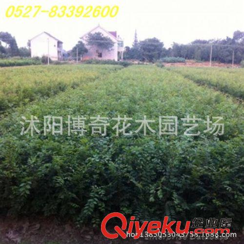 法桐 園林綠化工程苗木 行道樹 規格齊全 基地直銷 量大從優