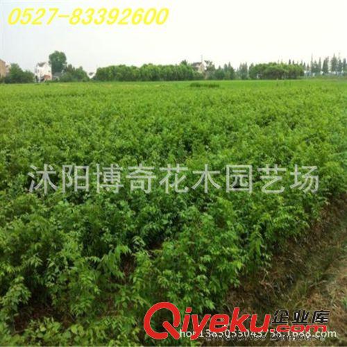 現貨供應優質櫸樹 綠化苗木 紅櫸樹 紅櫸苗 血櫸樹苗規格多易成活原始圖片3