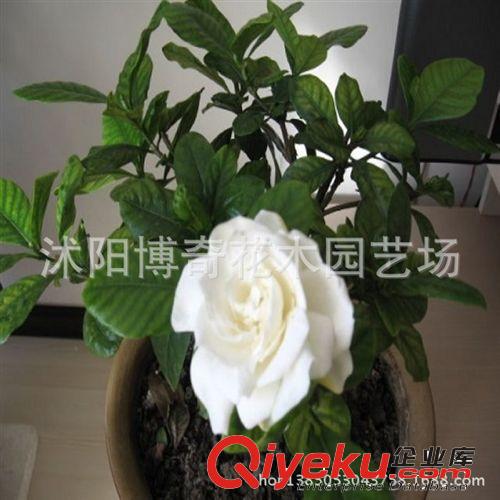 出售綠化苗木 灌木類【貼梗海棠】鐵腳海棠、鐵桿海棠 規格齊全