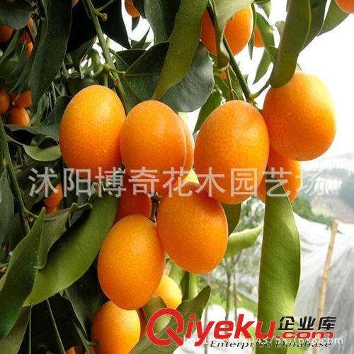 出售綠化苗木 灌木類【貼梗海棠】鐵腳海棠、鐵桿海棠 規格齊全