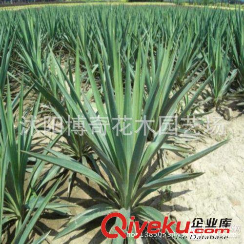 現(xiàn)貨供應(yīng) 劍麻苗木 劍麻小苗 綠化苗木批發(fā) 量大從優(yōu) 四季常青原始圖片2