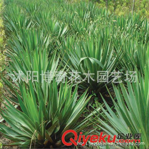 現(xiàn)貨供應(yīng) 劍麻苗木 劍麻小苗 綠化苗木批發(fā) 量大從優(yōu) 四季常青原始圖片3