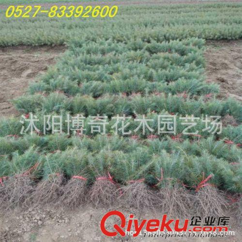 批發(fā)雞爪槭小苗 大苗 綠化苗木 像紅楓價(jià)格便宜 基地直供 無中介