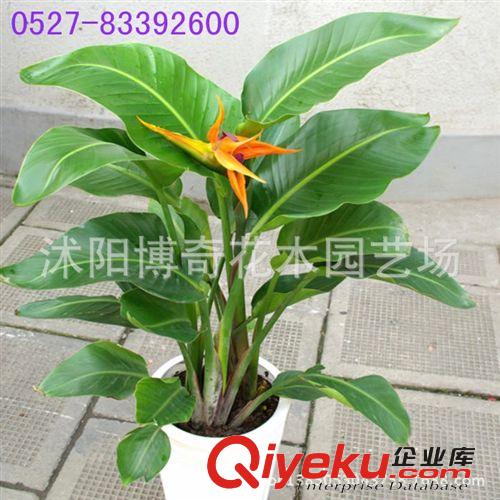出售綠化苗木 灌木類【薔薇】野薔薇 白 紅 粉 黃色齊全 量大優(yōu)惠