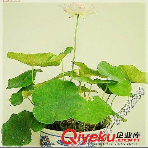 產地直銷 批發價格 碗蓮種子 發芽率快 水生植物 當年開花