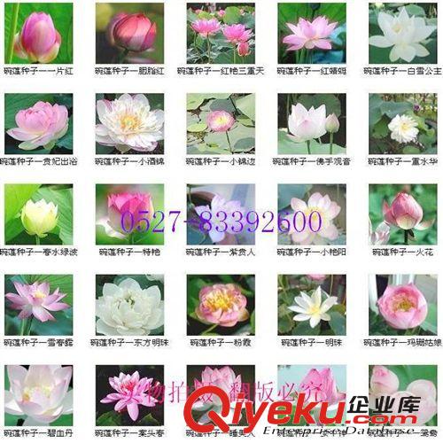 產地直銷 批發價格 碗蓮種子 發芽率快 水生植物 當年開花原始圖片2