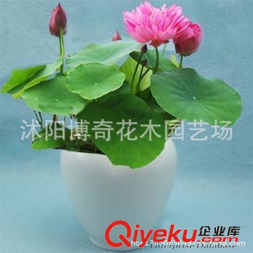 批發(fā) 盆栽花卉 碗蓮苗【粉玲瓏】室內(nèi)陽臺(tái)盆栽 水生植物 花期久