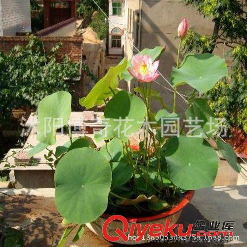 碗蓮種子【白鶴】荷花種子水養花卉 水培植物 發芽率高秋播原始圖片2
