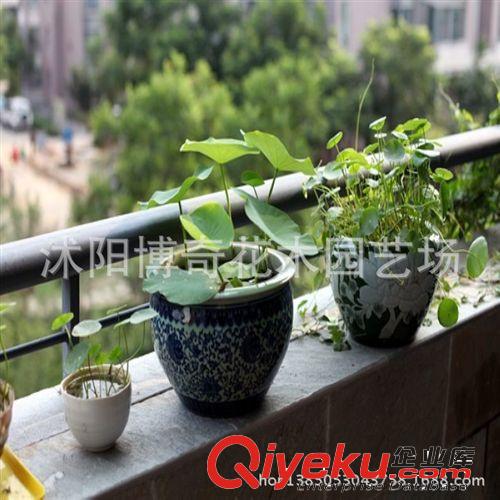 碗蓮種子【白鶴】荷花種子水養花卉 水培植物 發芽率高秋播原始圖片3