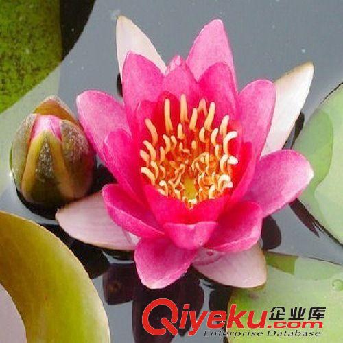 批發(fā) 盆栽花卉 碗蓮苗【粉玲瓏】室內(nèi)陽臺(tái)盆栽 水生植物 花期久原始圖片3