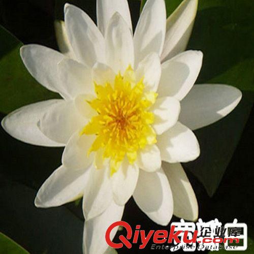 現貨 產地自銷 迷你睡蓮 微型睡蓮（大瓣黃） 多個顏色選擇睡蓮、原始圖片2