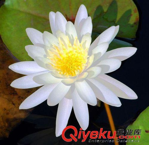 現貨 產地自銷 迷你睡蓮 微型睡蓮（大瓣黃） 多個顏色選擇睡蓮、原始圖片3