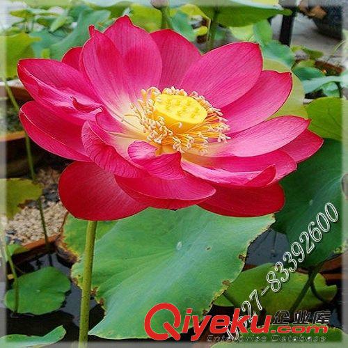 批發碗蓮種子 碗蓮 睡蓮 種子 水生花卉 迷你種子 當年開花