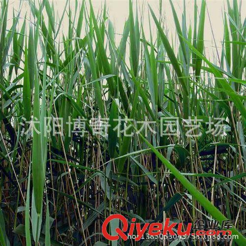 批發 微型睡蓮 種莖 迷你睡蓮 水生植物 水生花卉 盆栽植物生長快