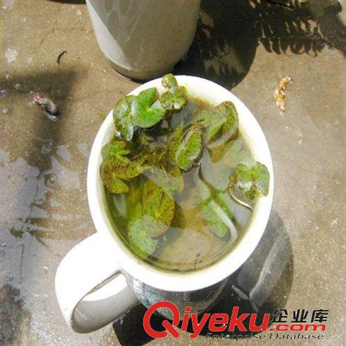 批發 微型睡蓮 種莖 迷你睡蓮 水生植物 水生花卉 盆栽植物生長快