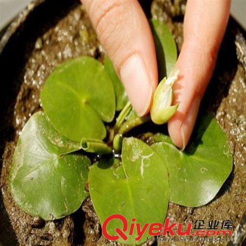 批發 微型睡蓮 種莖 迷你睡蓮 水生植物 水生花卉 盆栽植物生長快原始圖片2