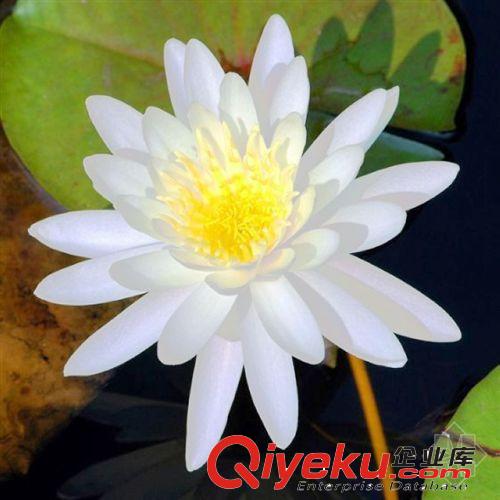 批發 微型睡蓮 種莖 迷你睡蓮 水生植物 水生花卉 盆栽植物生長快原始圖片3