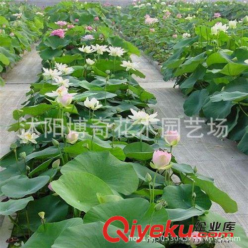 供應水生植物 水生植物種子 荷花睡蓮 碗蓮種子 當年開花品種多原始圖片2