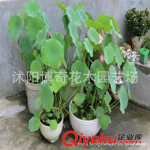 供應水生植物 水生植物種子 荷花睡蓮 碗蓮種子 當年開花品種多原始圖片3