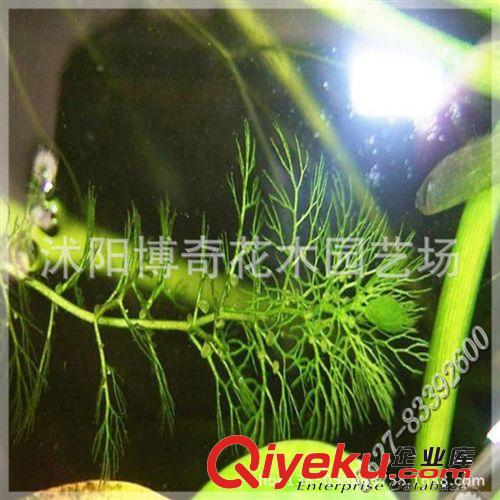 zp 食蟲植物 黃花貍藻苗 水培植物 水類世界 盆栽花卉 現貨供應