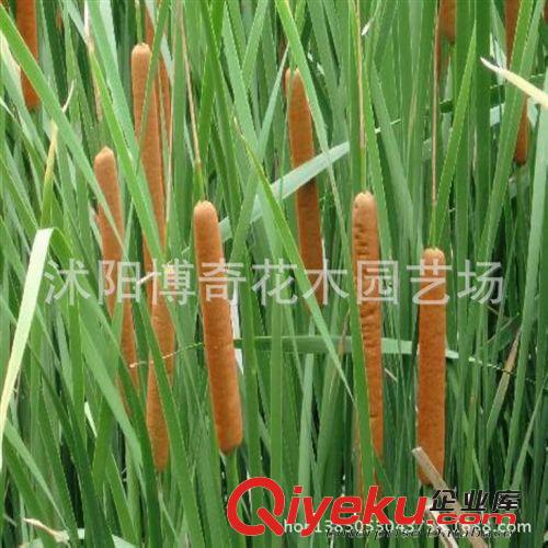 菖蒲 香蒲草/東方香蒲 夏天曬干可以驅蟲 水生植物 易成活好栽培原始圖片2