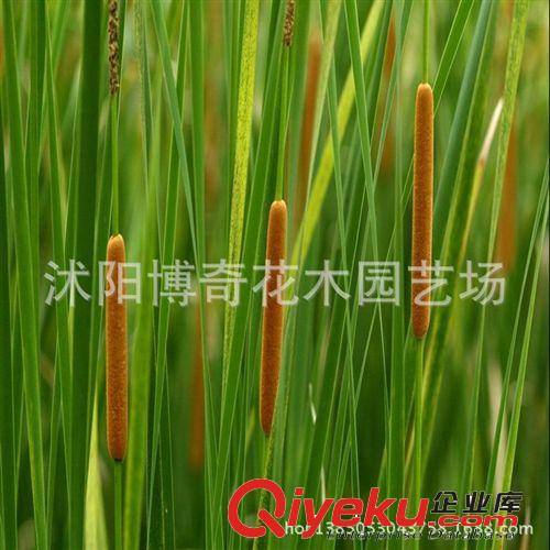 菖蒲 香蒲草/東方香蒲 夏天曬干可以驅蟲 水生植物 易成活好栽培原始圖片3