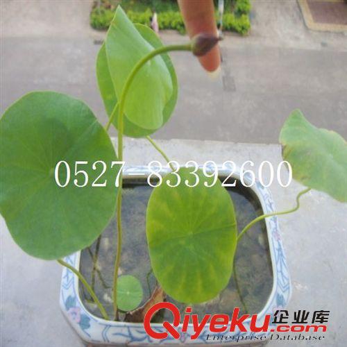 批發紫藤花苗 紫藤小苗 觀花藤本植物 爬藤植物 遮陽植物