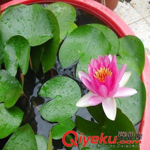 貨 水培花卉種苗 碗蓮種苗 水生蓮花種苗 迷你荷花種子 碗蓮種苗原始圖片2
