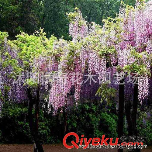 批發紫藤花苗 紫藤小苗 觀花藤本植物 爬藤植物 遮陽植物原始圖片2