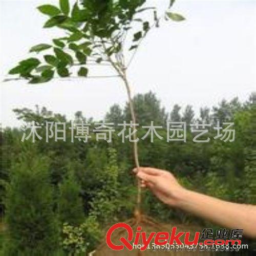 批發紫藤花苗 紫藤小苗 觀花藤本植物 爬藤植物 遮陽植物原始圖片3