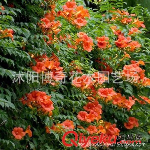 【龍沙寶石】多花薔薇花苗爬藤攀援 藤本月季玫瑰苗 地栽盆栽植物