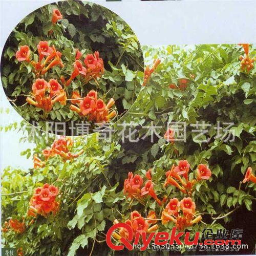 直銷美國凌霄樹苗 庭院別墅攀巖綠化苗木 藤本凌霄 爬藤植物凌霄原始圖片2