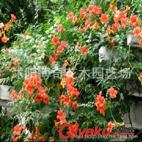 直銷美國凌霄樹苗 庭院別墅攀巖綠化苗木 藤本凌霄 爬藤植物凌霄原始圖片3