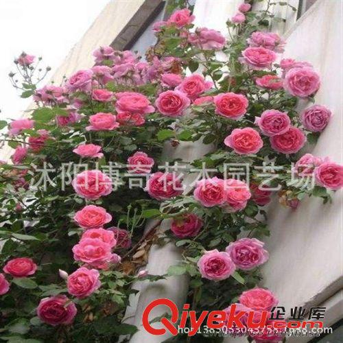 【龍沙寶石】多花薔薇花苗爬藤攀援 藤本月季玫瑰苗 地栽盆栽植物原始圖片2