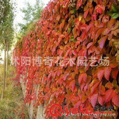 大量批發(fā)綠植盆栽 四季常青植物 綠蘿 適合盆栽 水培 垂吊 桌面