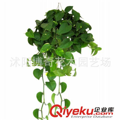 大量批發(fā)綠植盆栽 四季常青植物 綠蘿 適合盆栽 水培 垂吊 桌面原始圖片2