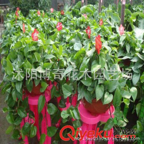 大量批發(fā)綠植盆栽 四季常青植物 綠蘿 適合盆栽 水培 垂吊 桌面原始圖片3