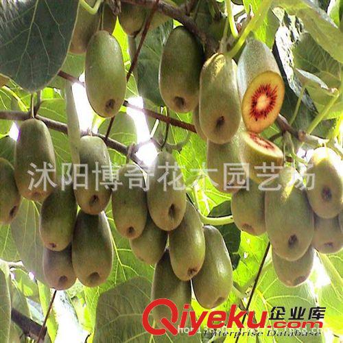 批發果樹 盆栽地栽苗 mh桃樹苗zz奇異果mh桃苗 果樹mh桃原始圖片3