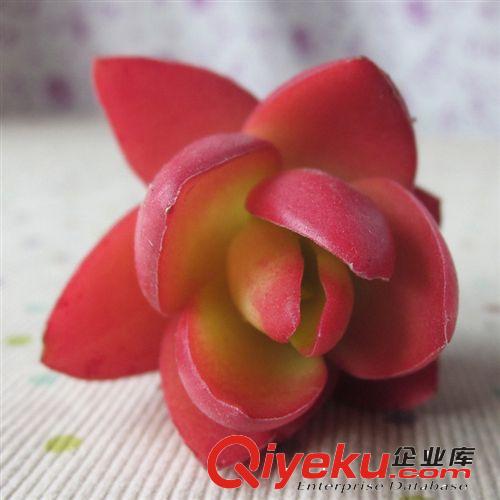 批發果樹 盆栽地栽苗 mh桃樹苗zz奇異果mh桃苗 果樹mh桃