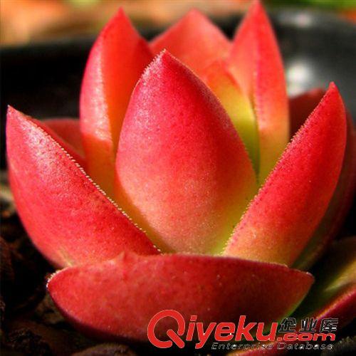 仙人多肉植物 火祭 秋火蓮 辦公室內桌面迷你小盆栽 景天科綠植原始圖片2