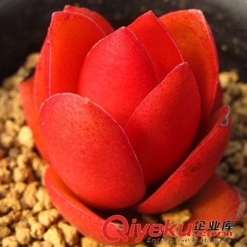 仙人多肉植物 火祭 秋火蓮 辦公室內桌面迷你小盆栽 景天科綠植原始圖片3