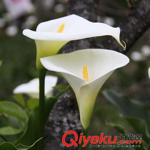 現貨批發 馬蹄蓮種根【優雅的天鵝】盆栽花卉 凈化客氣 吸收甲醛原始圖片2