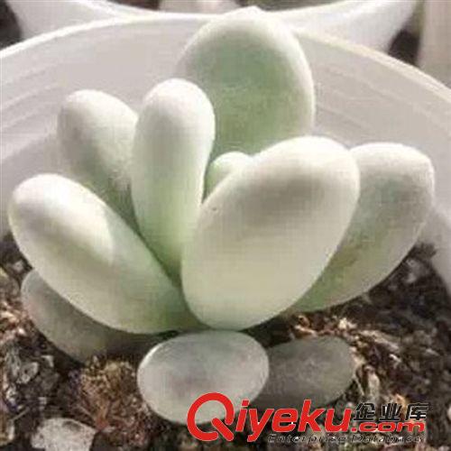 現貨批發 馬蹄蓮種根【優雅的天鵝】盆栽花卉 凈化客氣 吸收甲醛