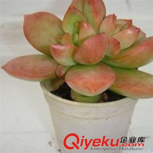仙人多肉植物批發(fā) 白美人 辦公室內(nèi)桌面防輻射小盆栽 不帶盆發(fā)貨