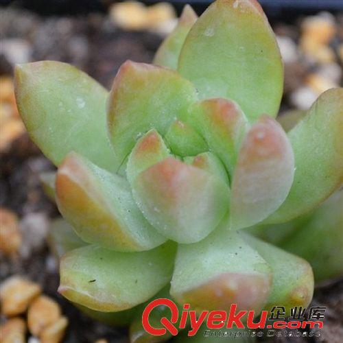 辦公室迷你 多肉植物【黃麗】 凈化空氣綠植 不帶盆發貨原始圖片3