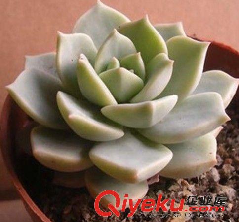 辦公室迷你 多肉植物【黃麗】 凈化空氣綠植 不帶盆發貨