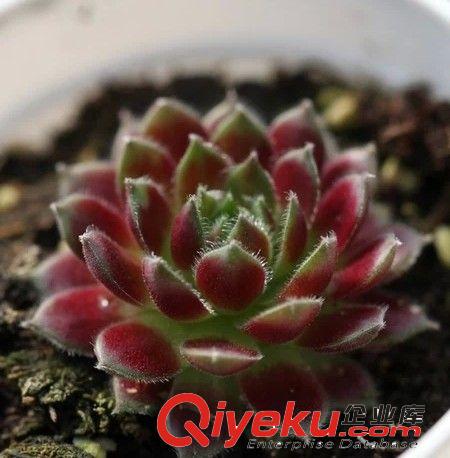 多肉植物【紫牡丹、大紅卷娟】 辦公室內迷你盆栽 不帶盆發貨原始圖片3