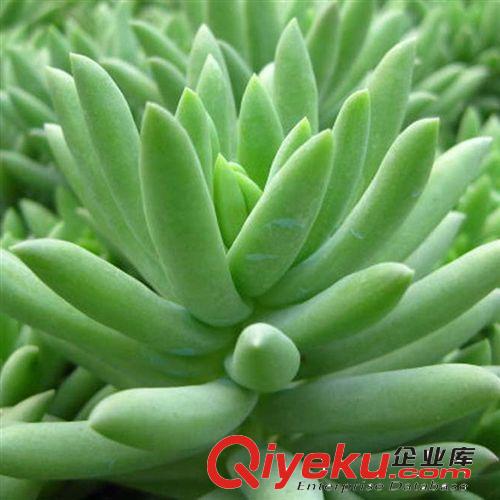 多肉植物【石蓮花/玉蝶】辦公室內(nèi)迷你盆栽 不帶盆發(fā)貨