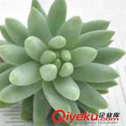 多肉植物【玉株蓮】又名 千拂手 辦公室內迷你盆栽 發貨無盆原始圖片2
