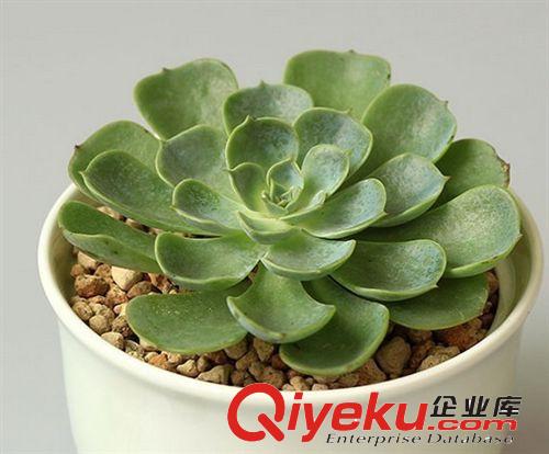 辦公室迷你多肉植物 【虹之玉】 凈化空氣綠植 不帶盆發(fā)貨